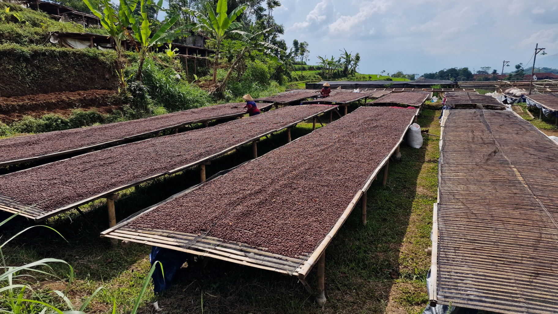Drying beds at Wanoja Farm, Kamojang